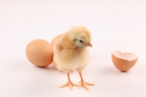 dieren--eieren--vogel--ei_3196852[1]