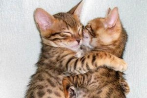 cats-hugging-3[1]