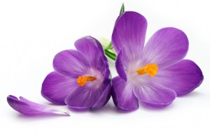339930__purple-flowers_p[1]