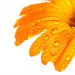 orange-flowers-wallpapersorange-flower-wallpaper-free-wallpapers-free-download-wallpaper-dwccb9mg[1]