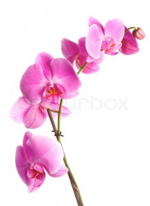2146451-pink-flowers-orchid-on-a-white-background[1]