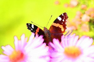 Blumen-Schmetterling-Falter_950[1]