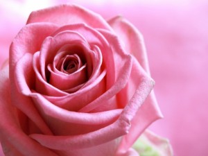 Rose-flowers-33223216-1024-768[1]