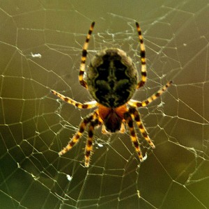 Spinnenweb[1]