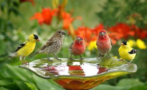 goldfinches-housefinches-allaboutbirds-org[1]