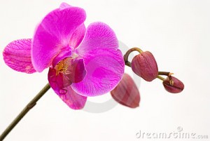 purple-orchid-isolated-white-background-19367019[1]