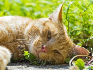 red-cat-basking-in-the-sun[1]