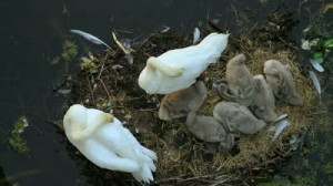 stock-footage-mute-swan-cygnus-olor-family-nesting-below-a-bridge-near-the-royal-palace-and-shot-from-above[1]