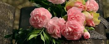 roze bloemen